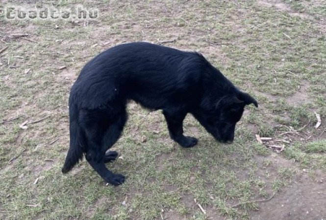 Munka vonalu német juhász