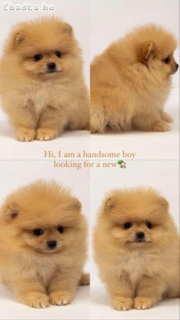 Pomeranian puppies