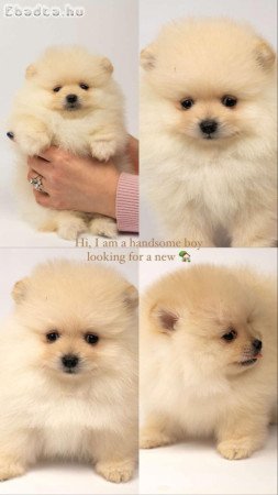 Pomeranian puppies