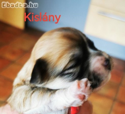 Bichon Havanese kiskutyák