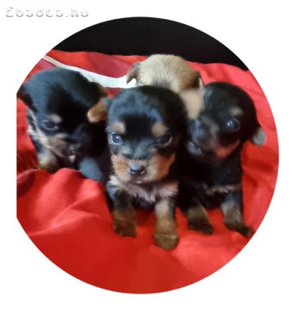 Eladó yorky kiskutyak
