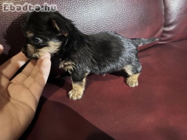 Eladó yorky kiskutyak