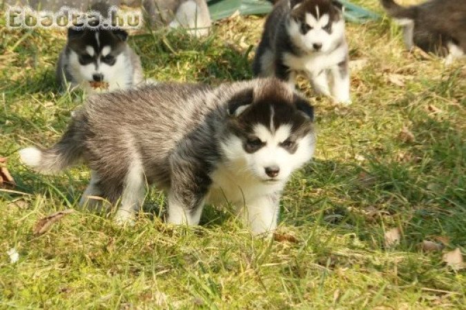 Gyönyörű szibériai husky kölykök örökbefogadásra