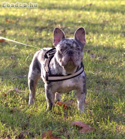 Lila merle francia bulldog kan fedez!