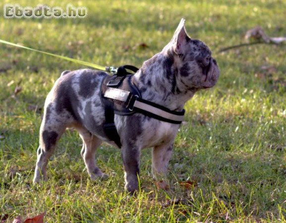 Lila merle francia bulldog kan fedez!