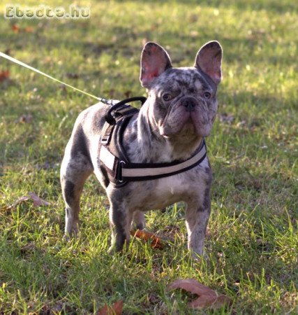 Lila merle francia bulldog kan fedez!