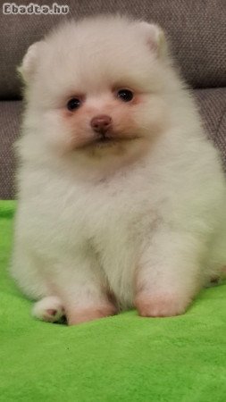 pomi pomerániai törpespitz  /  pomeranian