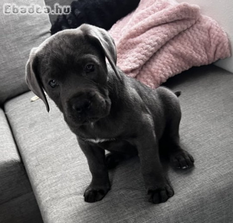 Kék Cane Corso