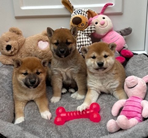 Shiba inu