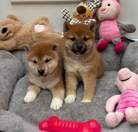 Shiba inu