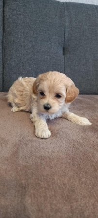 Maltipoo