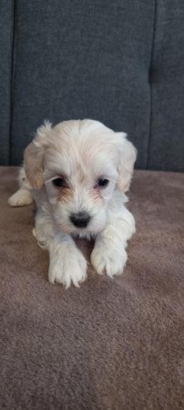 Maltipoo