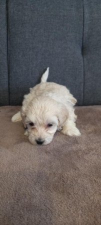 Maltipoo