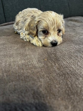 Maltipoo