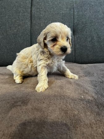 Maltipoo