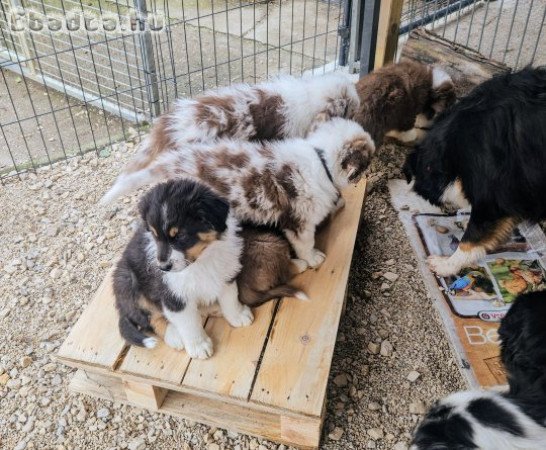 Imádnivaló és gyönyörű ausztrál juhászkutya