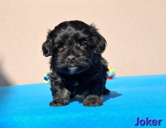 Bichon havanese