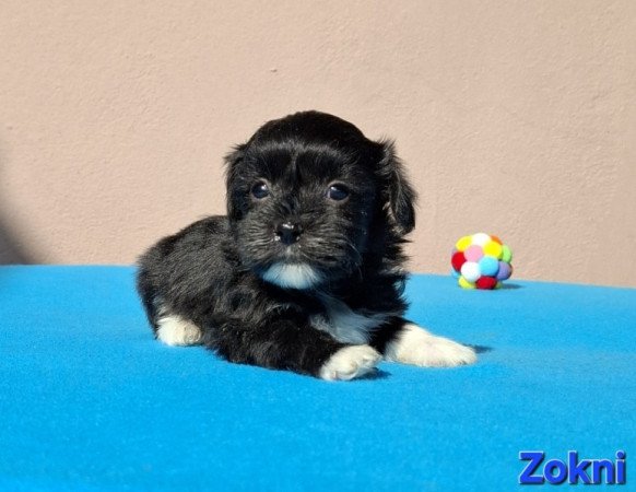 Bichon havanese