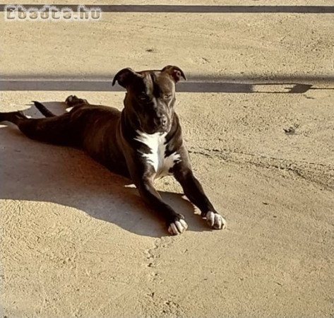 2 Éves Szuka Angol Staffordshire Bull Terrier