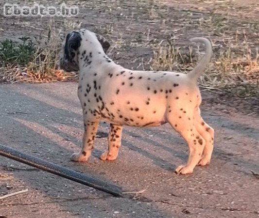 Elvihető dalmata kutyusok