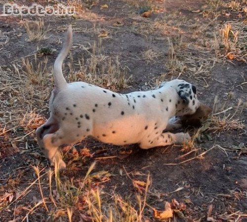 Elvihető dalmata kutyusok