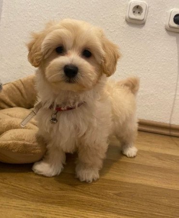 Maltipoo maltai selyem es torpe uszkar