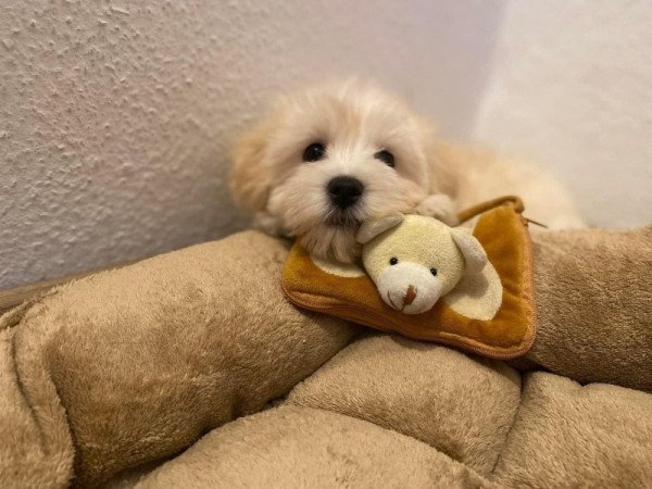 Maltipoo maltai selyem es torpe uszkar