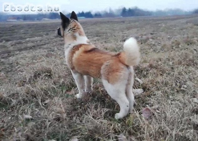 4 hónapos, gyönyörű akita kan eladó