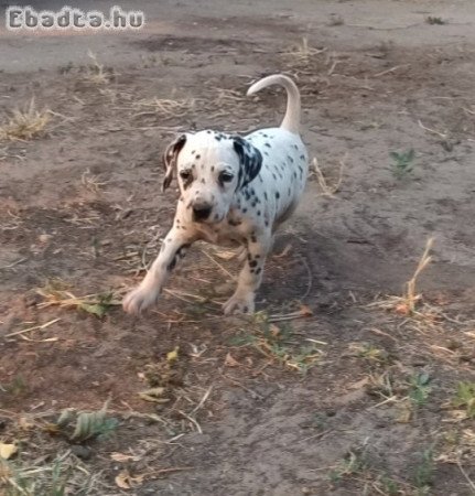 Elvihető dalmata kutyusok