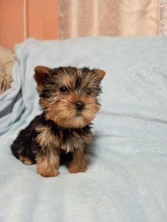 Yorkshire terrier