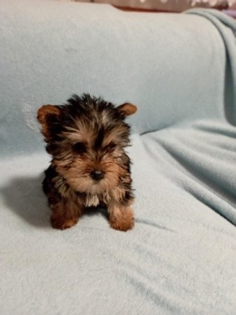 Yorkshire terrier