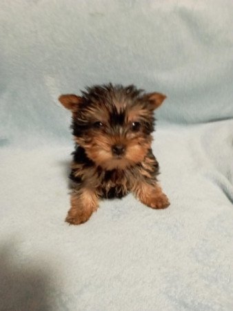 Yorkshire terrier