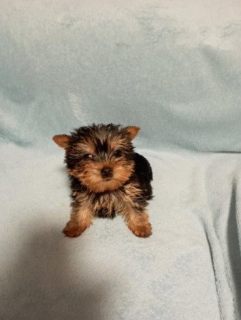 Yorkshire terrier