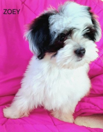 Havanese