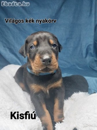 Dobermann kölyök eladó