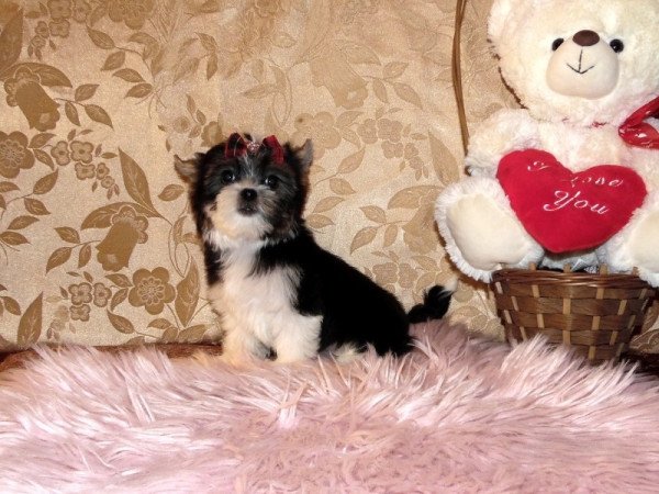 Biewer Yorkshire Terrier Yorki