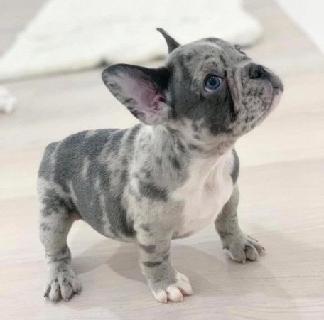 Francia bulldog