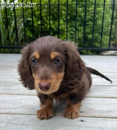 Dachshund puppies for rehoming and sale