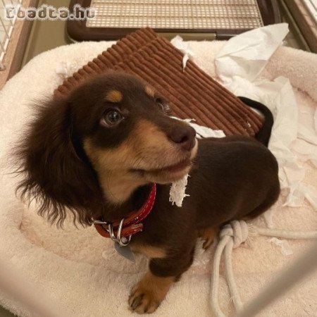 Dachshund puppies for rehoming and sale