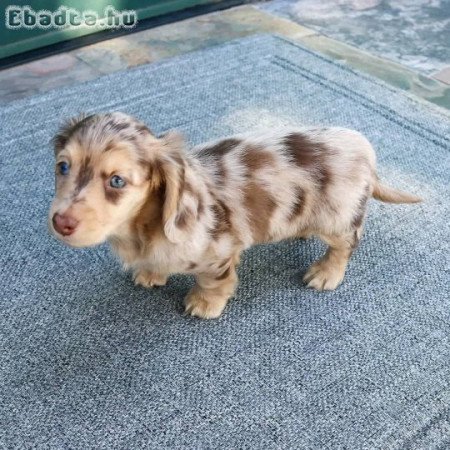 Dachshund puppies for adoption and rehoming