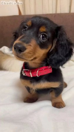 Dachshund puppies for adoption and rehoming