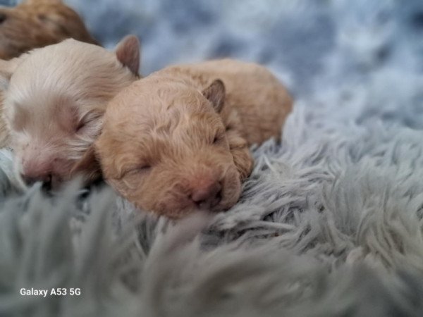 Máltai+uszkár=Maltipoo havanese bichon