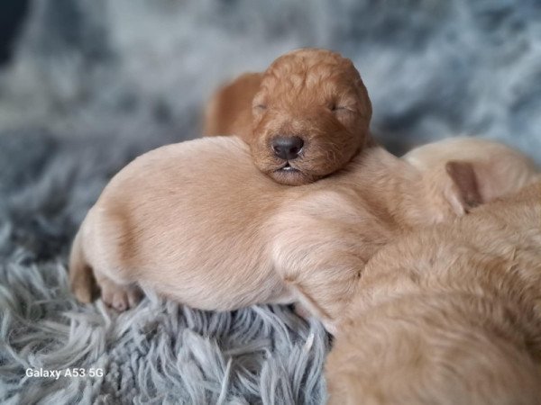 Máltai+uszkár=Maltipoo havanese bichon