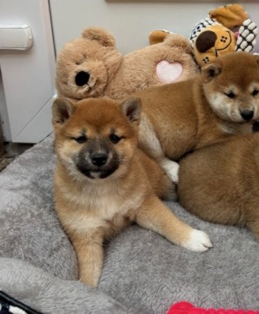 Shiba inu