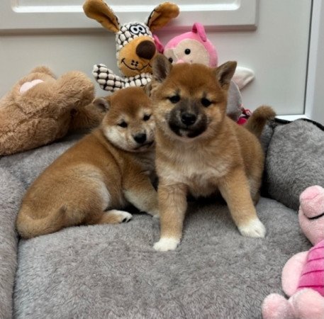 Shiba inu