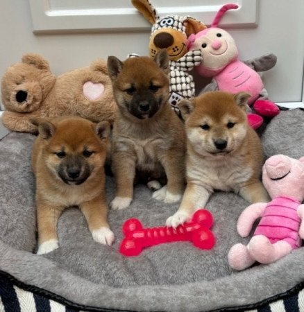 Shiba inu