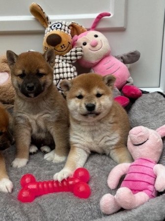 Shiba inu