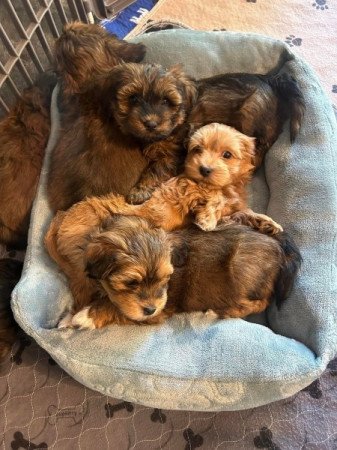 Yorki Havanese