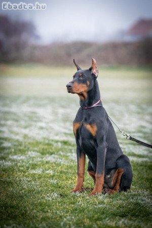 DOBERMAN PUPPY