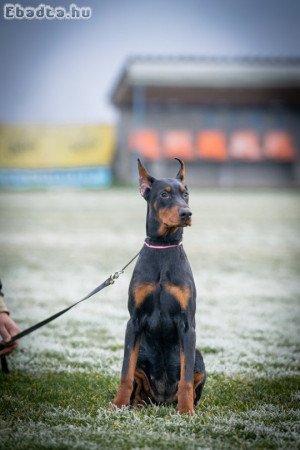 DOBERMAN PUPPY